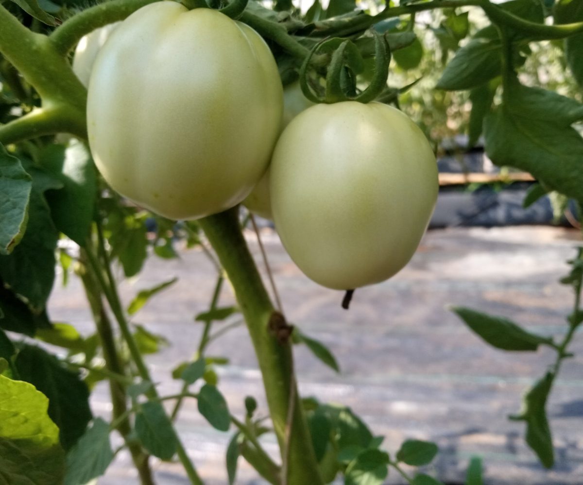 IMG_20240112_143557_885