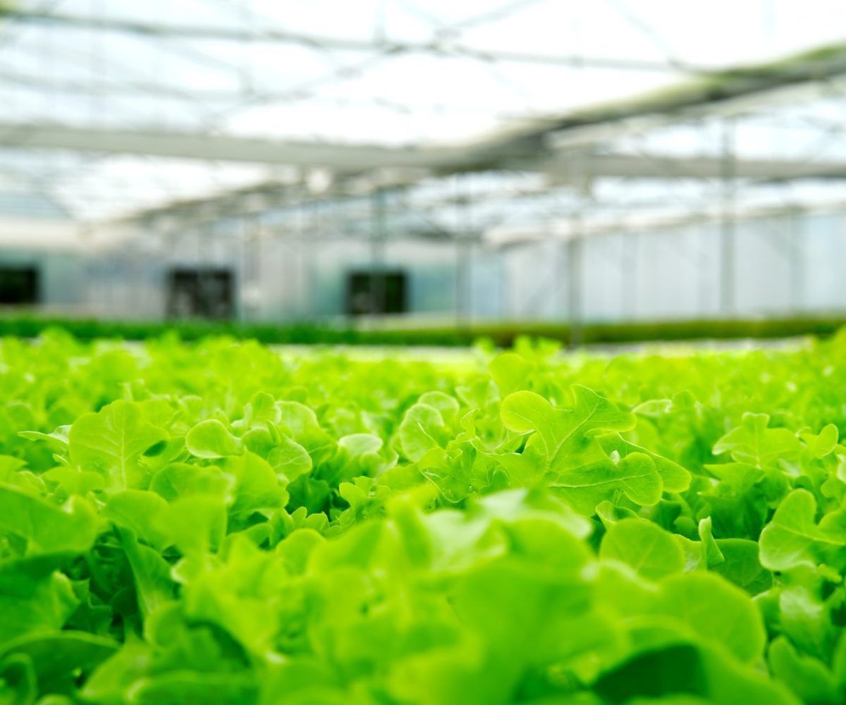 green-oaks-lettuce-in-green-house-hydroponic-farm--e1697792488478.jpg