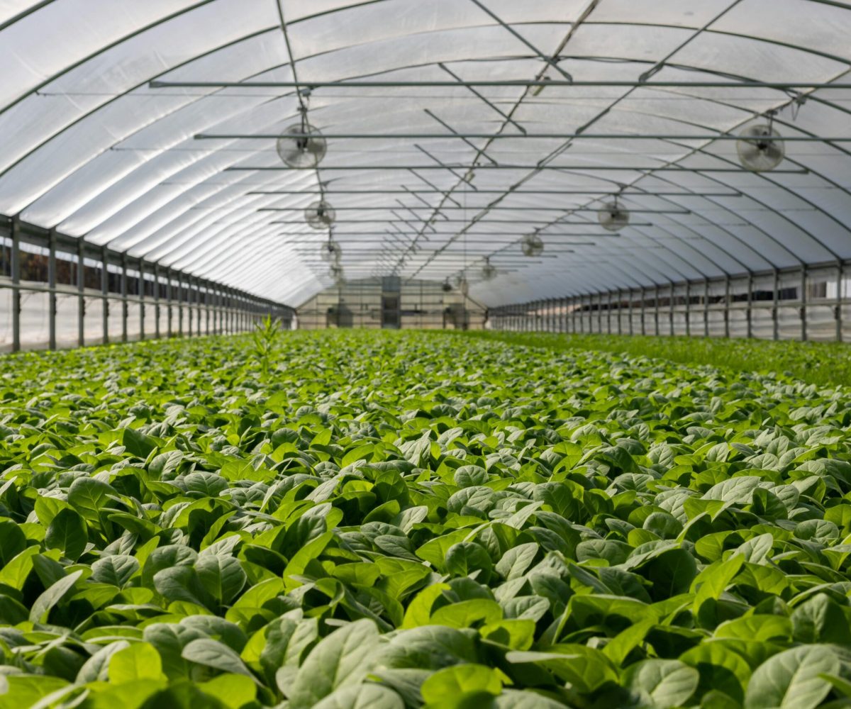 pexels-nc-farm-bureau-mark-2886937